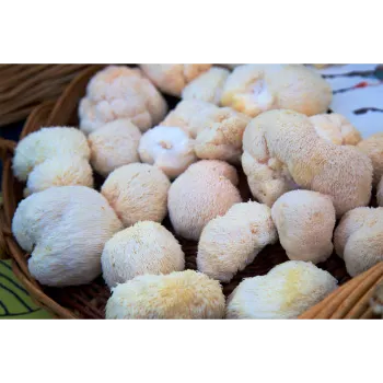 Organic Mushroom
